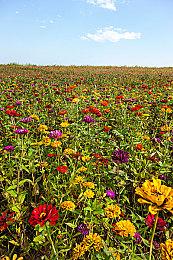 曝暴雪与网易腾讯等大厂谈判国服回归 时间仍未落定